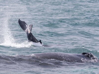 Ballenas heridas y redes ilegales en Samaná evidencian retos