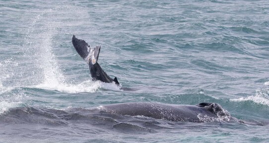 Ballenas heridas y redes ilegales en Saman&aacute; evidencian retos en el santuario marino
