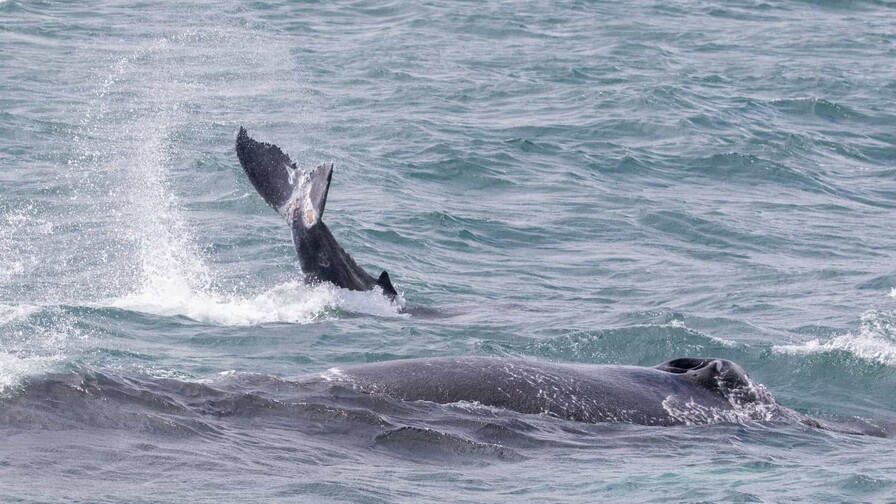 Ballenas heridas y redes ilegales en Saman&aacute; evidencian retos en el santuario marino