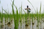 El subsidio a los fertilizantes asciende a RD$1,061 millones a dos meses de la guerra del Golfo