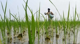 El subsidio a los fertilizantes asciende a RD$1,061 millones a dos meses de la guerra del Golfo