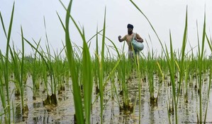 El subsidio a los fertilizantes asciende a RD$1,061 millones a dos meses de la guerra del Golfo