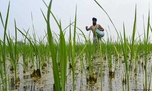 Precios de alimentos bajo presi&oacute;n: el desaf&iacute;o es proteger la pr&oacute;xima cosecha