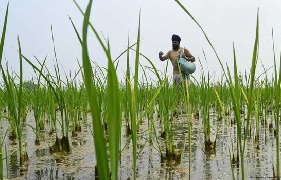 Precios de alimentos bajo presi&oacute;n: el desaf&iacute;o es proteger la pr&oacute;xima cosecha