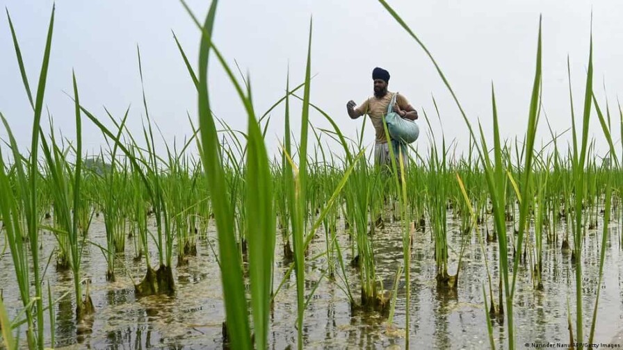 Precios de alimentos bajo presi&oacute;n: el desaf&iacute;o es proteger la pr&oacute;xima cosecha