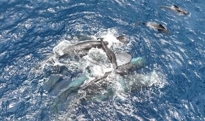 El parto de los cachalotes es una experiencia en la que colabora toda la manada