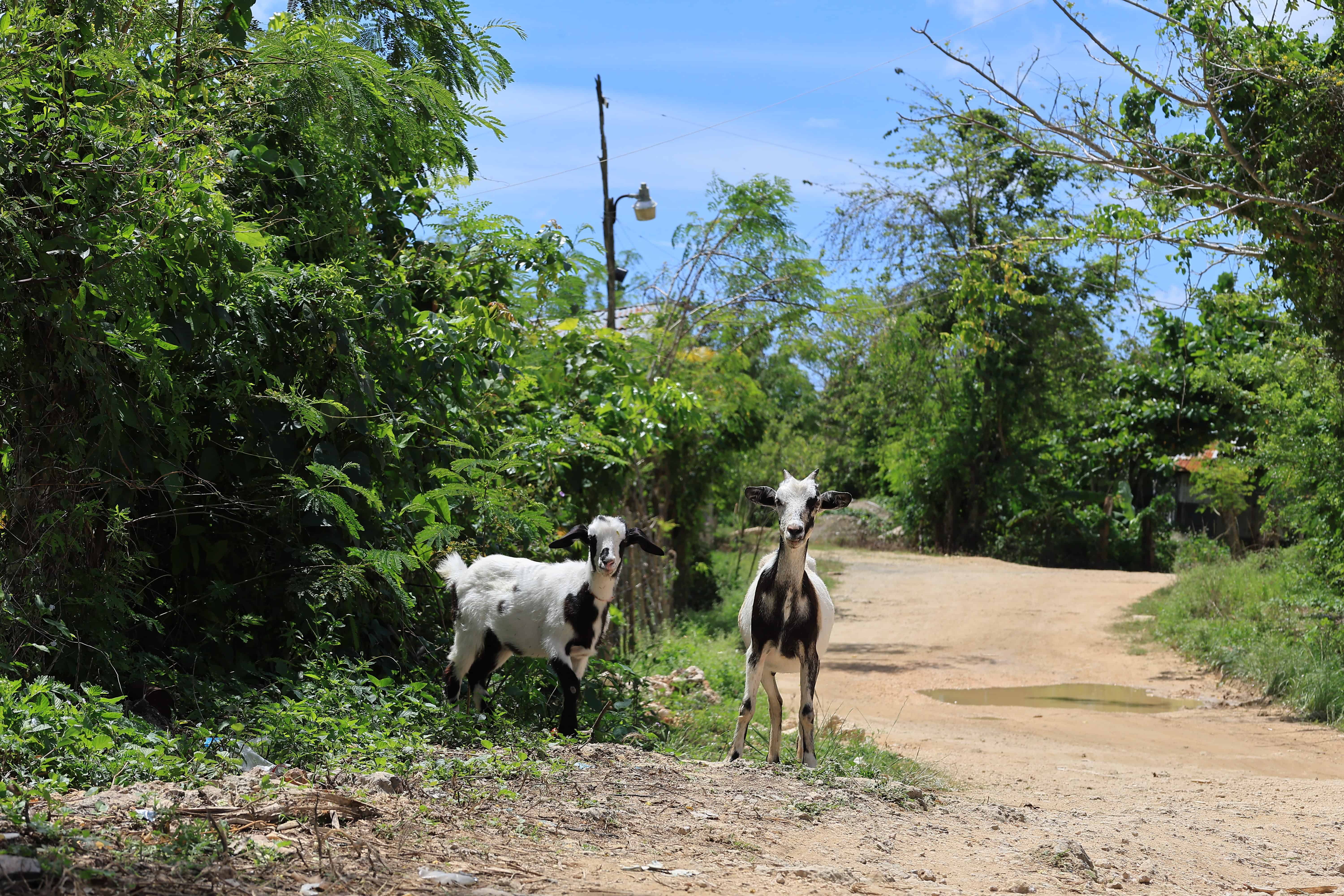 [object HTMLTextAreaElement]