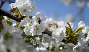 La temporada de cerezos en flor alcanza su punto m&aacute;ximo en Jap&oacute;n