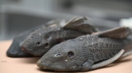 Comunidades transforman el pez diablo en una alternativa productiva