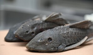 Comunidades transforman el pez diablo en una alternativa productiva