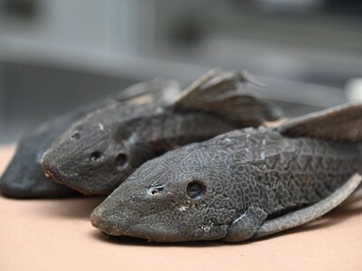 Innovan con el pez diablo: de especie invasora a insumo agrícola