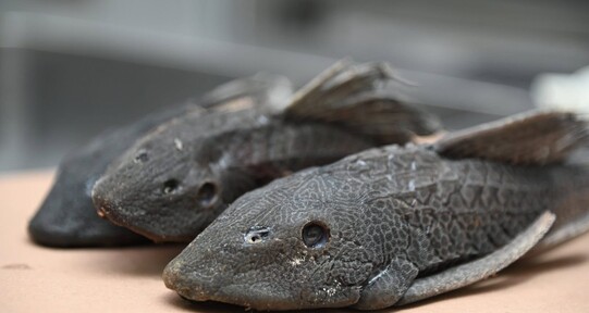 Comunidades transforman el pez diablo en una alternativa productiva