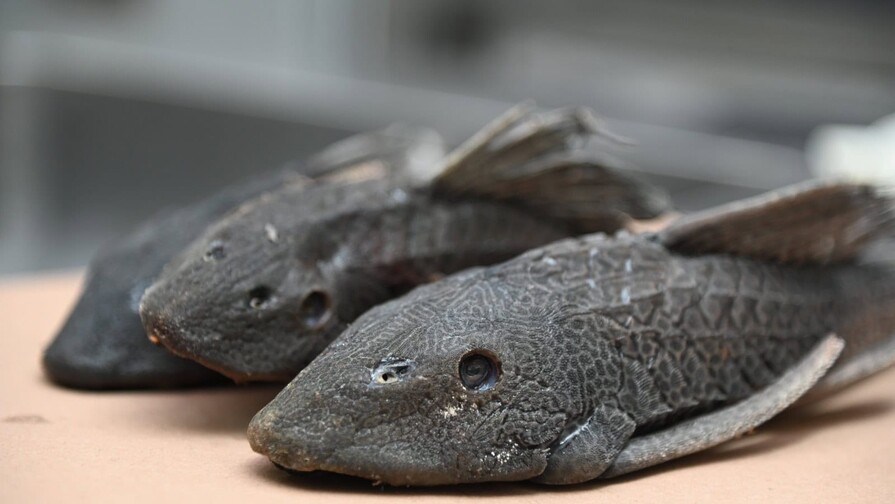 Comunidades transforman el pez diablo en una alternativa productiva