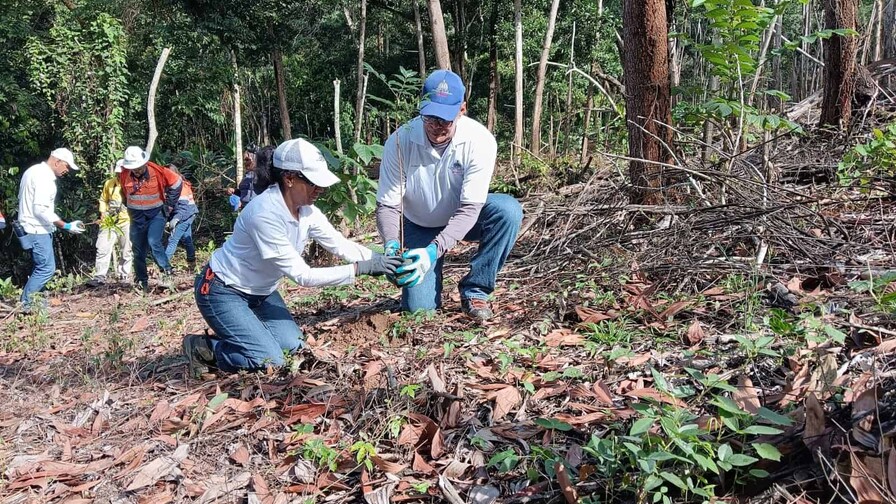 Siembran cerca de 5,000 plantas nativas en área afectada por incendio en Cotuí