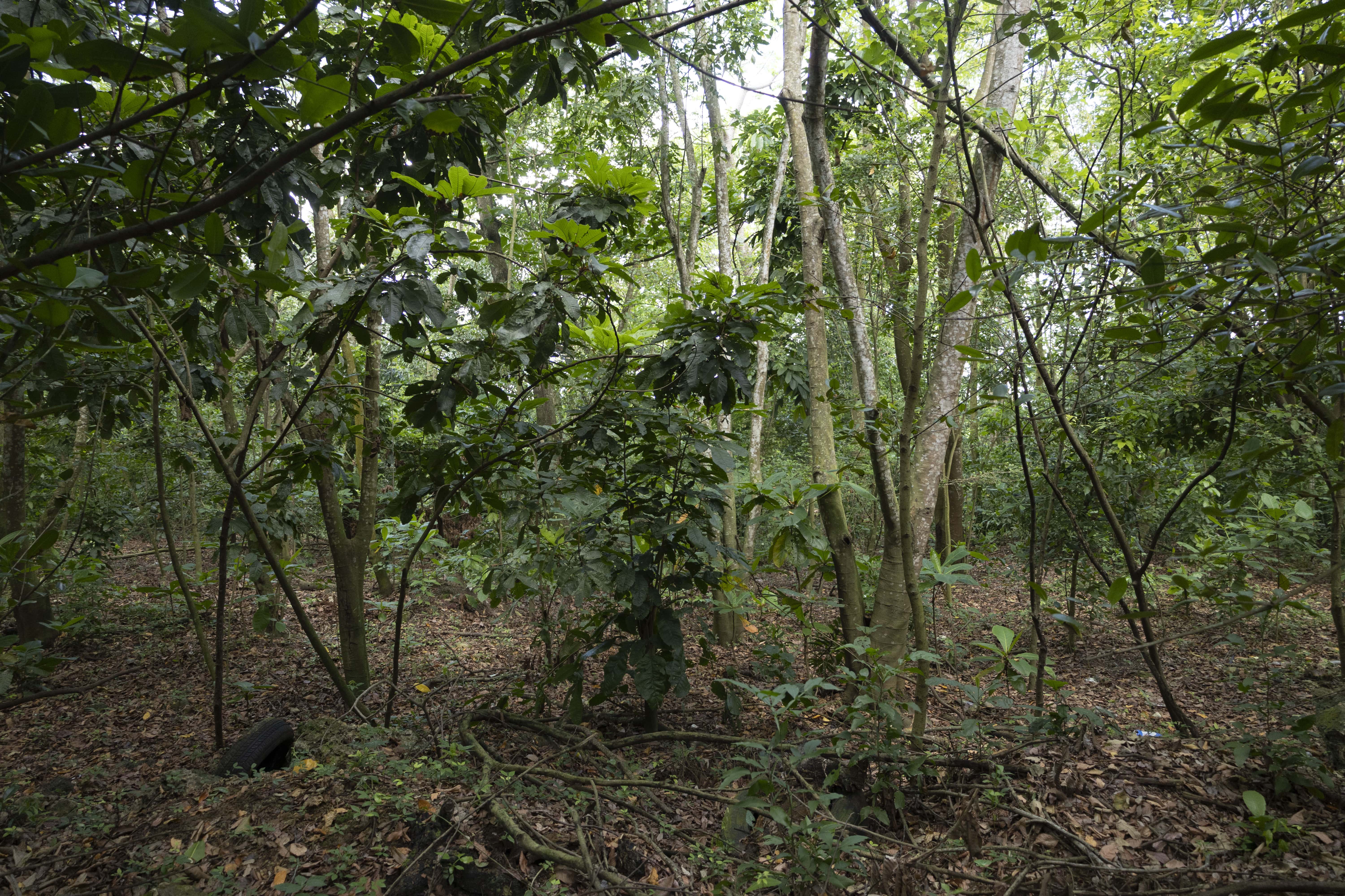Los árboles crecen sin el tratamiento que requiere un parque fluvial.