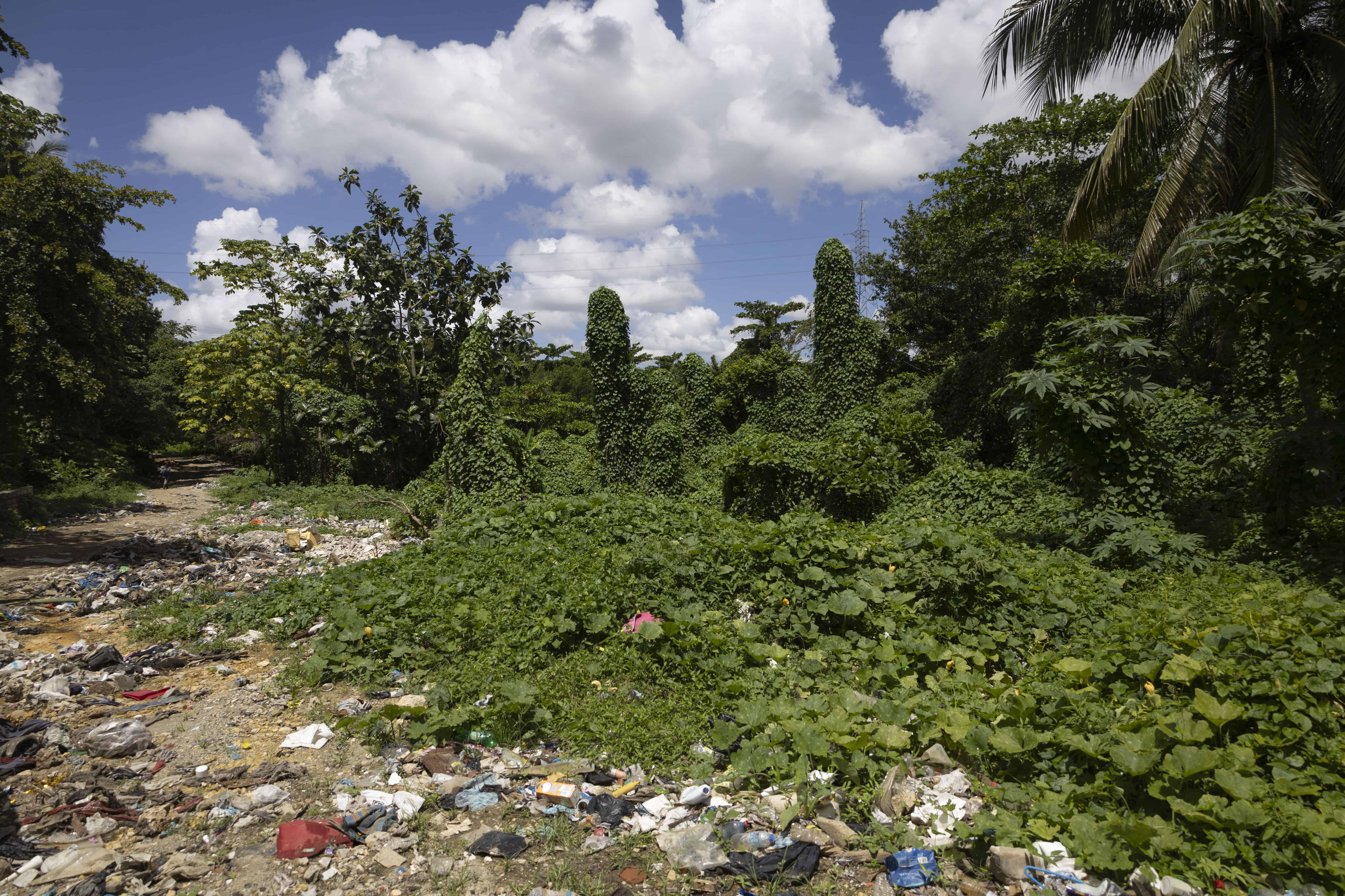 La maleza arropa los árboles sembrados por el Jardín Botánico