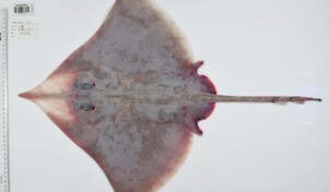 Descubren m&aacute;s de 110 especies marinas en aguas inexploradas del noreste de Australia