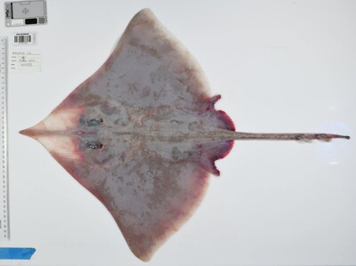 Descubren más de 100 nuevas especies en Australia