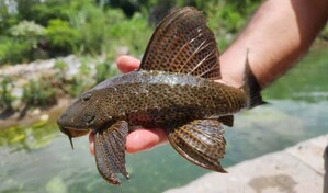 El pez diablo ahora se convierte en dinero en Montecristi