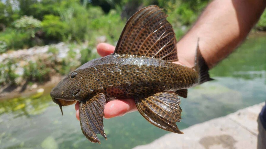 El pez diablo ahora se convierte en dinero en Montecristi