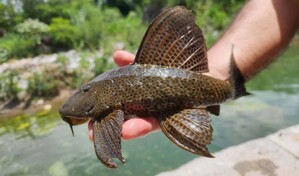 El pez diablo: &iquest;por qu&eacute; es tan peligroso para la Rep&uacute;blica Dominicana?