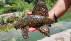 El pez diablo: &iquest;por qu&eacute; es tan peligroso para la Rep&uacute;blica Dominicana?