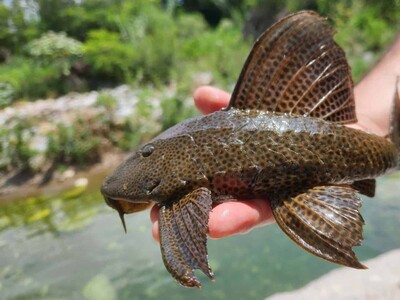 El pez diablo impacta ecosistema de República Dominicana