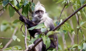 La IA, aliada de China para conservar a su end&eacute;mico langur de cabeza blanca