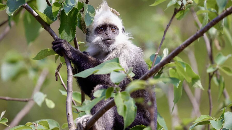 La IA, aliada de China para conservar a su end&eacute;mico langur de cabeza blanca