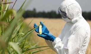 A consulta p&uacute;blica reglamento sobre organismos gen&eacute;ticamente modificados en el pa&iacute;s 