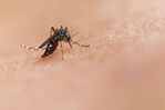 México desarrolla herramienta basada en IA para combatir el dengue ante repunte de casos México desarrolla herramienta basada en IA para combatir el dengue ante repunte de casos