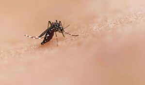 México desarrolla herramienta basada en IA para combatir el dengue ante repunte de casos