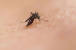 La República Dominicana registra una de las tasas más bajas de dengue de América La República Dominicana registra una de las tasas más bajas de dengue de América