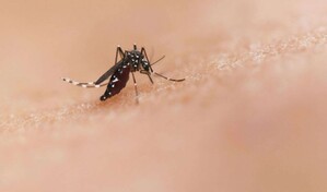 La Rep&uacute;blica Dominicana registra una de las tasas m&aacute;s bajas de dengue de Am&eacute;rica