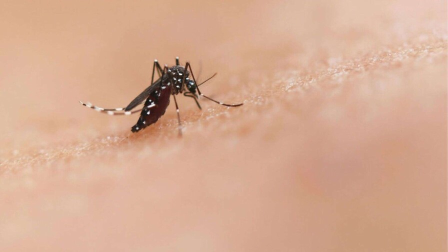 La República Dominicana registra una de las tasas más bajas de dengue de América La República Dominicana registra una de las tasas más bajas de dengue de América