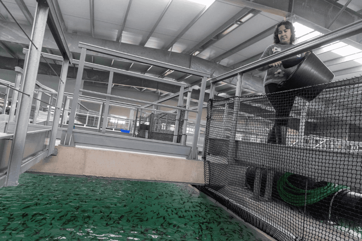 [object HTMLTextAreaElement]