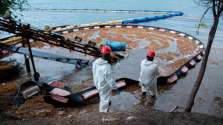 Autoridades  y generadoras se preparan ante nueva oleada de sargazo