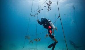 Un "hotel" para los corales: la apuesta de econom&iacute;a azul que busca financiar su recuperaci&oacute;n en RD