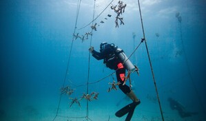 Un "hotel" para los corales: la apuesta de econom&iacute;a azul que busca financiar su recuperaci&oacute;n en RD