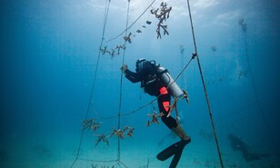 Un "hotel" para los corales: la apuesta de econom&iacute;a azul que busca financiar su recuperaci&oacute;n en RD
