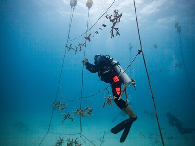 Conservación de arrecifes en hotel submarino de República Dominicana