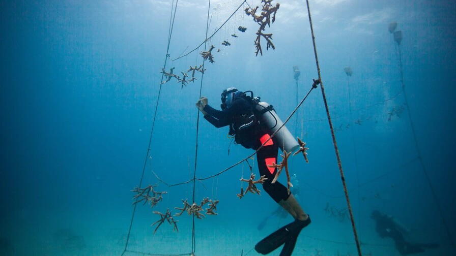 Un "hotel" para los corales: la apuesta de econom&iacute;a azul que busca financiar su recuperaci&oacute;n en RD