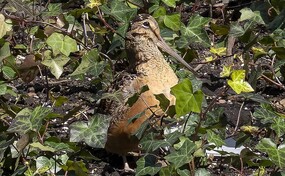 El baile de una peque&ntilde;a ave revoluciona el coraz&oacute;n de Nueva York tras hacerse viral