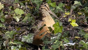 El baile de una peque&ntilde;a ave revoluciona el coraz&oacute;n de Nueva York tras hacerse viral