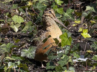 Una pequeña ave "bailarina" revoluciona corazón de Nueva York