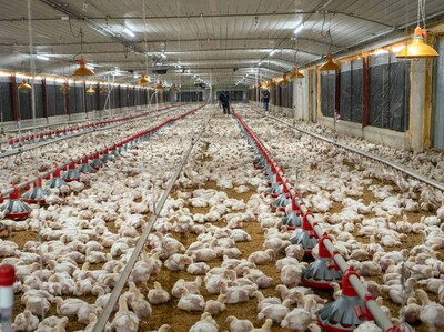 Productores avícolas garantizan pollo y huevos pese a crisis global