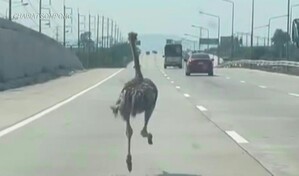 Avestruz en fuga corre desbocado por una autopista tailandesa
