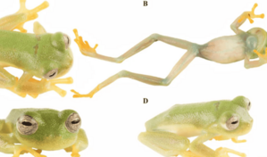 Descubren una nueva rana de cristal en el santuario natural de El Quimi, en Ecuador