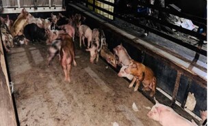 Hombre resulta herido de bala en persecuci&oacute;n policial tras robo de 60 cerdos en Santiago