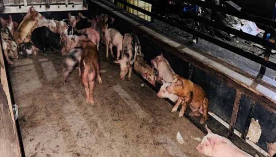 Hombre resulta herido de bala en persecuci&oacute;n policial tras robo de 60 cerdos en Santiago